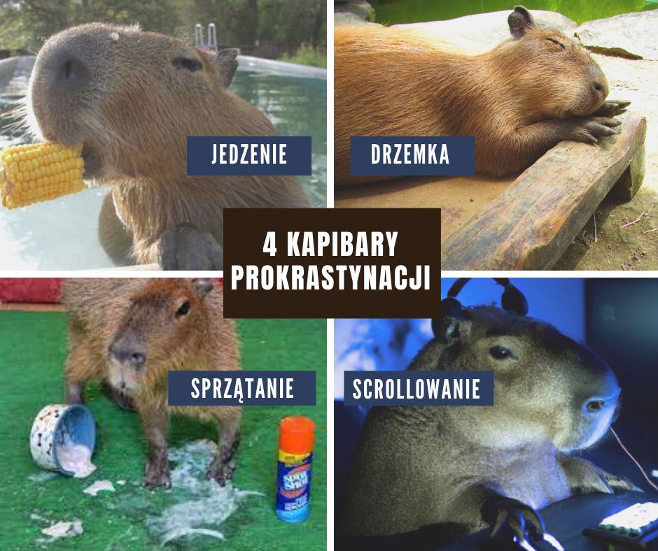 kapibary pokazujące czynniki prokrastynacji